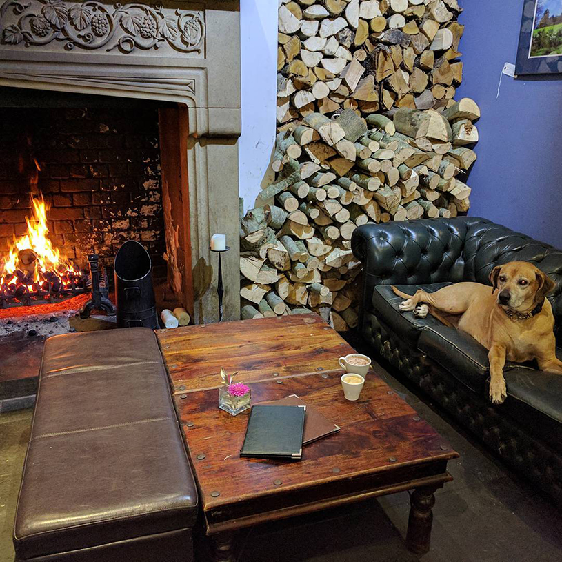 Dog-friendly places to go for a pint with your pooch in Bristol